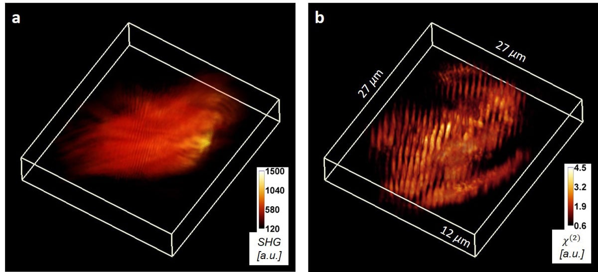 Imaging the muscles in mice with standard techniques, (l), and with harmonic optical tomography. The new technique is better at revealing the structure of the tissue. Courtesy of Gabriel Popescu/University of Illinois at Urbana-Champaign.