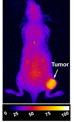 A tumor-burdened mouse, imaged with the aid of s775z dye. Courtesy of Cynthia Schreiber.