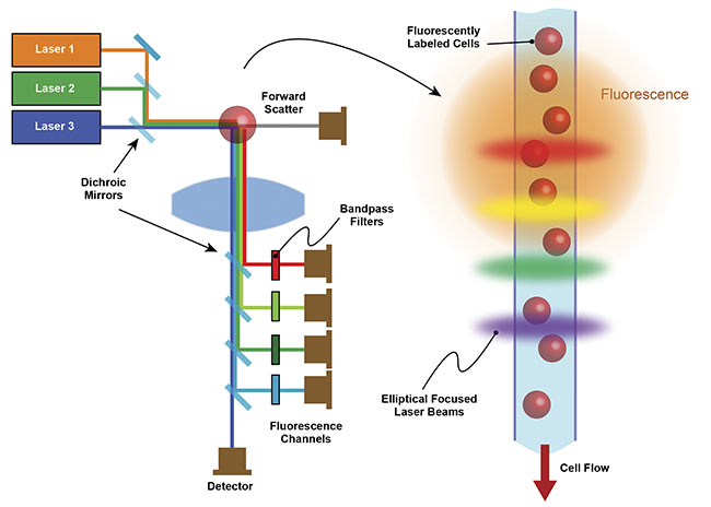 Improved Signal-to-Noise Ratio in Flow Cytometry | Features | Jul/Aug 2020 | BioPhotonics