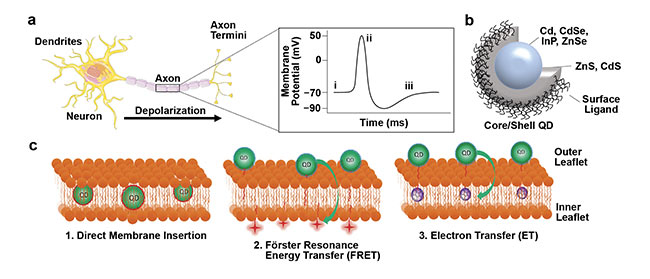  Figure 1. Mechanisms of QD interactions with the plasma membrane for imaging membrane potential. Schematic of a depolarizing neuron (a, left) resulting in changes in membrane potential over time (a, right). Schematic of a ligand-coated core/shell QD (b). QDs can be interfaced with the plasma membrane by 1) direct membrane insertion, 2) FRET, and 3) electron transfer (c). Adapted with permission from Reference 2. 