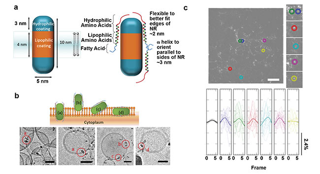 Figure 2. Imaging membrane potential using QD nanorods (NRs) directly inserted into the membrane. Quasi-type-II CdSe-seeded CdS QDs decorated with a peptide (a). Schematic of QDs inserted into the plasma membrane in various orientations (b, top) and cryoEM micrographs of the QDs inserted into small unilamellar vesicles (b, bottom). High-pass-filtered image of human embryonic kidney cells labeled with QDs (colored circles, c, top) and representative temporal, bandpass-filtered ?F/F0 traces for each region of interest (c, bottom). Adapted with permission from Reference 10.