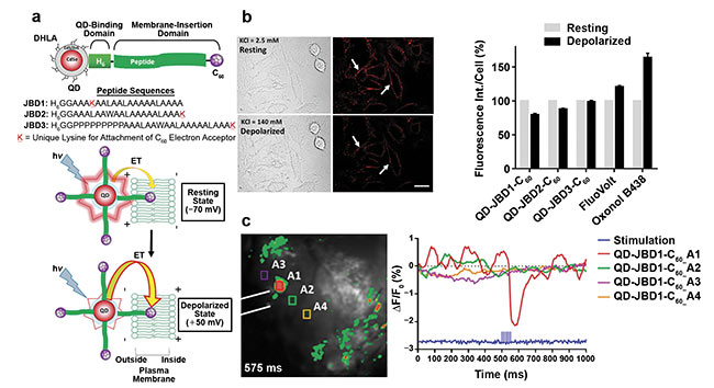  Figure 3. Imaging membrane potential using QDs appended to the plasma membrane. Schematic of CdSe/CdS/ZnS core/multishell QDs conjugated to peptide-C60 (a, top). Schematic representation of QD-mediated electron transfer during changes in membrane potential (a, bottom). Differential interference contrast and confocal fluorescence images of A549 (cervical cancer) cells labeled with QD-peptide (b, left) and fluorescence intensity changes compared to commercial voltage-sensitive dyes (b, right). Representative frame of mouse cortexes injected with QD-peptide-C60 conjugates during electrical stimulation with four highlighted regions of interest (ROIs) (c, left). Time-resolved ?F/F0 changes of the four ROIs depicted as an average of 50 trials (c, right). Adapted with permission from Reference 4. 