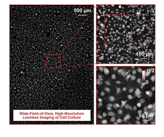 Figure 4. The recovered quantitative phase image of a U87MG cell culture over a large imaging field of view. Courtesy of Guoan Zheng.