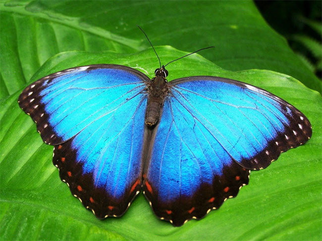 UCF researchers have created new technology to display color that uses nanoscale structures inspired by butterflies and other animals. Courtesy of Garoch from Pixabay.