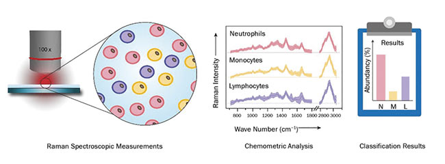 Figure 2. A schematic display of the workflow for high-throughput screening of various cell types via Raman spectroscopy. Courtesy of Susanne Pahlow.