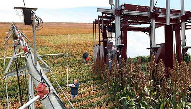 Sensors in irrigation systems apply water based on spectral reflectance (left). Courtesy of U.S. Department of Agriculture. Active NDVI proximal crop reflectance sensors are mounted on a high-throughput phenotyping vehicle (right). Courtesy of Beth Ann Luedeker, Department of Soil and Crop Sciences, Texas A&M University.