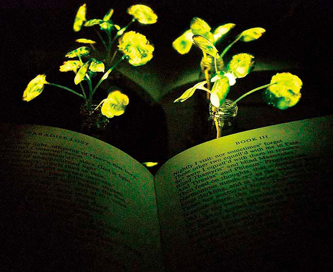 Two mature watercress are used as nanobionic light-emitting plants to illuminate John Milton’s Paradise Lost. Courtesy of MIT. 