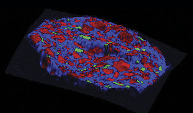 Raman image of an over-the-counter analgesic tablet illustrating the distribution of acetaminophen (blue), aspirin (red), and caffeine (green) within the tablet. Courtesy of Ranishaw.