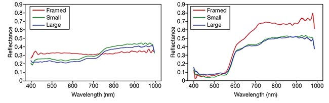 Figure 4. Comparison of spectra at eye (left) and apple (right). Courtesy of HinaLea Imaging.