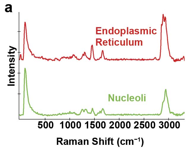 Figure 1. Illustration of 2D and 3D Raman imaging. Raman spectra of endoplasmic reticulum and nucleoli (a). Combined Raman and fluorescence imaging of eukaryotic cells. Nuclei were stained with DAPI (blue). Nucleoli (green) and the endoplasmic reticulum (red) were identified by their Raman spectra. Sample courtesy of Claudia Scalfi-Happ/ILM (b). 3D Raman image of pressed banana pulp showing starch grains (green) and cell wall components (red). Scan range: 300 × 200 × 90 µ3; (c). Images courtesy of WITec GmbH.