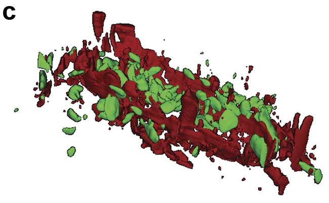 Figure 1. Illustration of 2D and 3D Raman imaging. Raman spectra of endoplasmic reticulum and nucleoli (a). Combined Raman and fluorescence imaging of eukaryotic cells. Nuclei were stained with DAPI (blue). Nucleoli (green) and the endoplasmic reticulum (red) were identified by their Raman spectra. Sample courtesy of Claudia Scalfi-Happ/ILM (b). 3D Raman image of pressed banana pulp showing starch grains (green) and cell wall components (red). Scan range: 300 × 200 × 90 µ3; (c). Images courtesy of WITec GmbH.