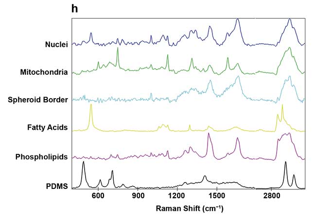 Figure 3. On-chip Raman microscopy of insulin-producing spheroid cultures (pseudo islets) under high- and low-glucose conditions. Pseudo islets were cultured in a fluidic chip made of PDMS (polydimethylsiloxane) and glass. Raman imaging was performed through a coverslip glass using an inverted Raman microscope, and an area of 140 × 140 sq µm was scanned with a pixel size of 2 µm (a). Five spectral components (b-f) were identified as main structures of the pseudo islet: cell nuclei (b), mitochondria (c), spheroid border (d), fatty acids (e), and phospholipids (f). Merged image of all components showing PDMS in white (g). Spectra of the identified components (h). Courtesy of AG Schenke-Layland/University of Tübingen.
