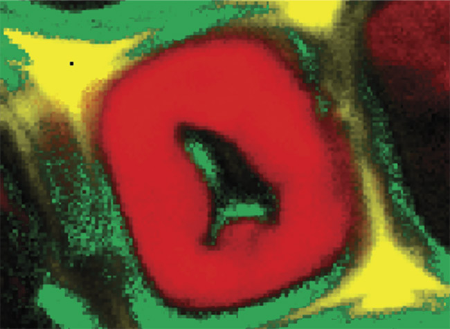 A Raman image of a poplar wood cell. Courtesy of WITec GmbH.
