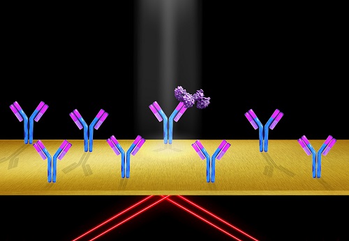 When protein molecules (purple) bind to immobilized receptor molecules, (like the Y-shaped antibodies affixed to the slide surface), the refractive index at the gold surface changes, altering the surface plasmon resonance condition, and producing an increase in signal intensity. Courtesy of Shireen Dooling.
