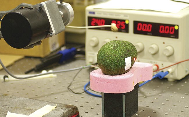 Can avocado science serve up more ripened fruit? Cranfield University professors Sandra Landahl and Leon Terry are adapting laser Doppler vibrometry to the task. Courtesy of Cranfield University.