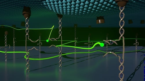 The synthetic DNA probes (light brown) are anchored to a cell surface (in teal). The free-floating DNA imagers are represented in fluorescent green. Courtesy of Pushkar Shinde.