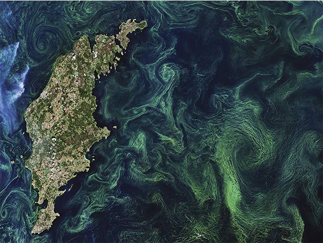 Green algae blooms swirl around the Baltic Sea. The Baltic Sea faces many serious challenges, including toxic pollutants, deep-water oxygen deficiencies, and toxic blooms of cyanobacteria affecting the ecosystem, aquaculture, and tourism. Sentinel-2 image contains modified Copernicus Sentinel data (2019). Courtesy of ESA/CC BY-SA 3.0 IGO.