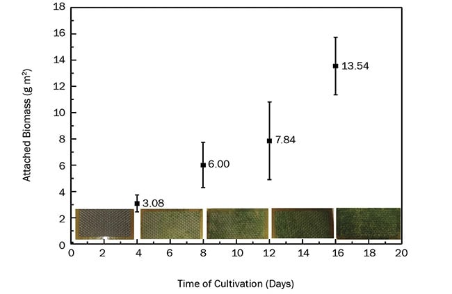 Figure 4. Algae biomass adhesion on UV laser micromachined GFRP over time. The graph includes the mean value of the algal biomass that attached on two replicate GFRP coupons. The coupons, collected from the cultivation every four days, can be seen at the bottom of the graph. Adapted from Reference 6. Courtesy of CC BY 4.0.
