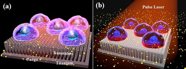 Pictorial representation of (a) cells cultured on top of titanium oxide nanotubes and (b) massively parallel photoporation using the interaction between an array of nanotubes and a pulse laser. Courtesy of Toyohashi University of Technology.