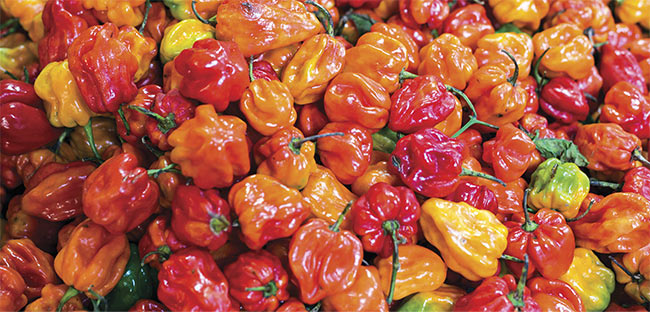 While the abundance and flavor of habaneros make them a staple in hot sauces and spicy cuisines, the peppers are also a useful ingredient when ‘whipping up a batch’ of silver nanoparticles.
