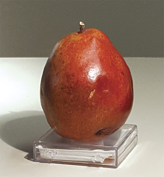 Water’s strong absorption peak in the SWIR range clearly discloses bruising on fruit (top) that is not as evident in the visible range (bottom). Courtesy of SWIR Vision Systems.