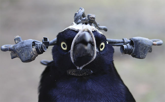 A custom headpiece supports a two-camera system, from which Jessica Yorzinski ascertained information about the blinking habits of the grackle. Courtesy of Jessica Yorzinski.