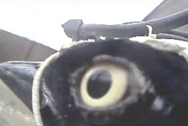 A custom headpiece supports a two-camera system, from which Jessica Yorzinski ascertained information about the blinking habits of the grackle. Courtesy of Jessica Yorzinski.