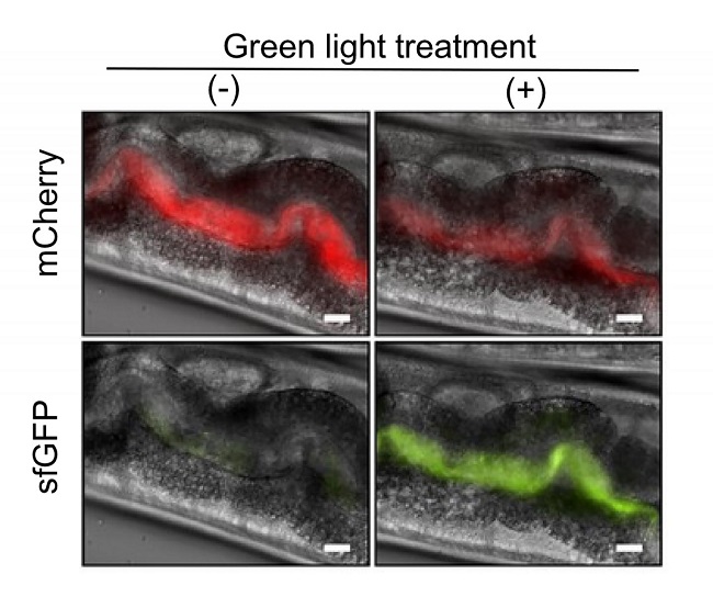 Light-responsive bacteria fed to worms are visible in images of the worms' gastrointestinal tracts. Engineers programmed the bacteria to produce a red fluorescent protein called mCherry so they would be easy to see under a microscope. When exposed to green light, the bacteria also produce a green fluorescent protein called sfGFP, which causes them to glow green. When exposed to red light, they do not produce the green protein. Worms in the left column were treated with red light. Worms in the right column were treated with green light. Courtesy of Jeffrey Tabor/Rice University.