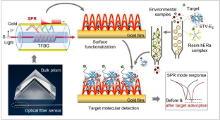 The sensing mechanism for the detection of broad ranges of EEs using human estrogen receptor a (hERa) as the biological recognition element. In brief, a gold-coated TFBG excites surface plasmon resonance, which enables the ultrasensitive monitoring of refractive index changes at the fiber surface. This method offers in situ detection of environmental estrogens with high sensitivity and specificity. Courtesy of Lanhua Liu, Xuejun Zhang, Qian Zhu, Kaiwei Li, Yun Lu, Xiaohong Zhou, and Tuan Guo.
