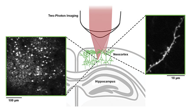 Two-photon imaging enables the mapping of neurons and synapses in living brain. A fluorescently labeled synapse-bearing dendritic compartment (right box), located approximately 25 µm below the mouse brain surface. A typical field of view spanning several hundred micrometers (left box). The imaging focal plane is located approximately 150 µm below the brain surface, enabling hundreds of individual neuronal cell bodies to be readily identified and their activity monitored over time. Courtesy of Michael Wenzel/Bonn University.