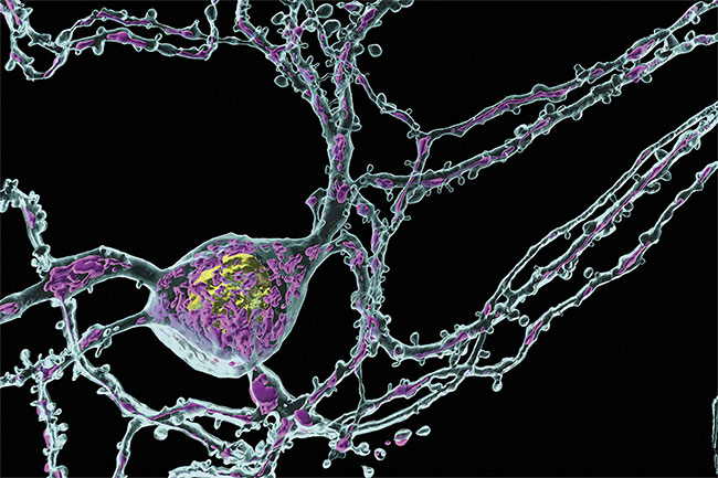 Figure 3. An image of a neuron taken with an Andor sCMOS camera and a confocal microscope and rendered in Imaris software for analysis. Courtesy of Aubrianna Decker and Daniel Virga.