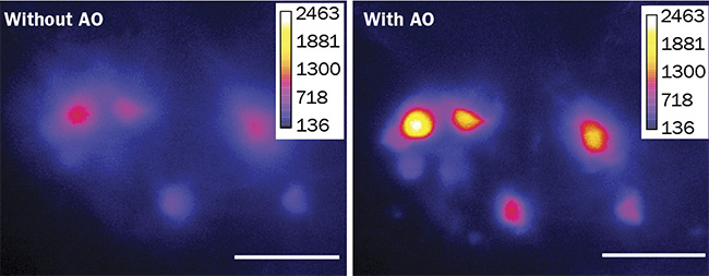 Light-sheet imaging of live fruit fly brain neurons involved in the circadian clock network, captured at a depth of 45 µm. Without AO (left) and with AO (right), which enabled a marked improvement in image clarity. Scale bar = 20 µm. Courtesy of Imagine Optic.