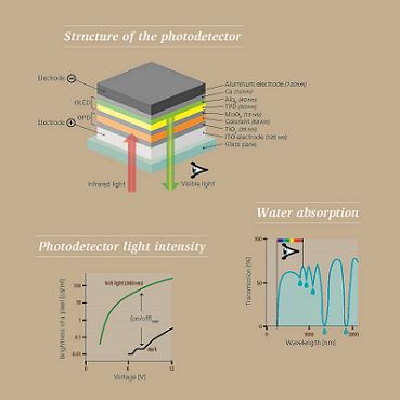 Structure of the photodetector: the IR photodetector resembles a sandwich of several layers. IR light is absorbed in the organic photodetector, creating electrical charges that emit visible light. Photodetector light intensity: a variable voltage is applied between the two electrodes. The higher the voltage, the more easily the charges generated by the IR light migrate into the OLED and recombine there, emitting visible light. Water absorption: Water does not absorb light in the visible range, so it appears colorless. However, it does have some prominent absorption bands between 760 nm and 2000 nm. Courtesy of EMPA.