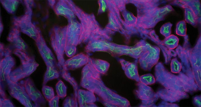 A section of a mouse kidney shows a composite of three stains: Alexa Fluor 488 wheat germ agglutinin (WGA) (green), Alexa Fluor 568 phalloidin (red), and DAPI (4',6-diamidino-2-phenylindole) (blue). Courtesy of Excelitas PCO.