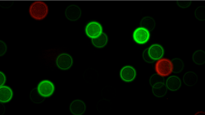 In collaboration with industry partners, researchers at the University of Illinois Urbana-Champaign are using microscopic nanodiamonds (shown here) to calibrate and assess the performance of high-powered microscopes. a stable fluorescent nanodiamond phantom promises wide-reaching applicability for microscopy research and quality control alike. Courtesy of Beckman Institute/University of Illinois.