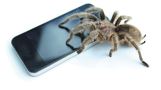 Nine easy steps to overcoming eight-legged fears