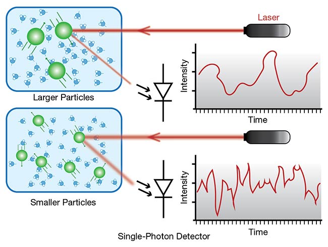 Particle sizing is one of the most common applications for single-photon counting, where dynamic light scattering is used to measure the size and distribution of particles, emulsions, or molecules within a liquid. Smaller particles exhibit more motion and more frequent directional changes. Shining laser light on the particles can help to characterize, count, and analyze them based on how the light scatters in terms of frequency and intensity. Courtesy of Excelitas Technologies.