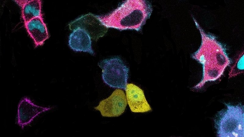 Cells labeled by “biosensor barcodes” of different colors and spatial patterns within those cells. A Johns Hopkins Medicine study demonstrated how barcoding tools can be used to concurrently identify and track communication signals among cells, including those driving cancer formation. Courtesy of Jr-Ming Yang and Chuan-Hsiang Huang, Johns Hopkins Medicine.