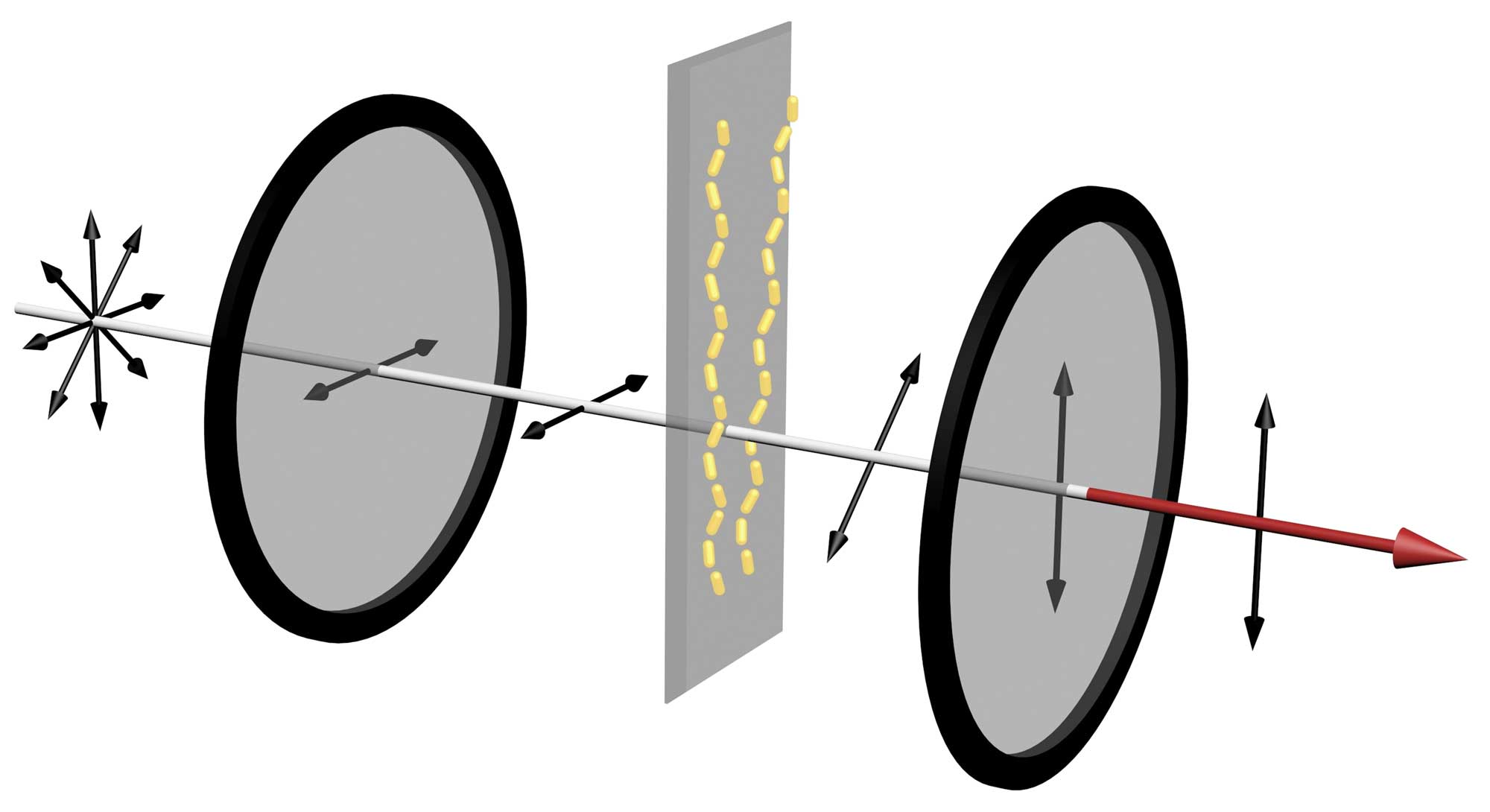 In a device that can reveal whether amyloid proteins are assembling into chains, unpolarized light enters a horizontal polarizer. This only allows waves oscillating in the horizontal direction to get through. Then, if the amyloid proteins have assembled the gold nanorods into chains, red light gets twisted, changing the angle of its polarization. Then, when it passes through the vertical polarizer, the portion of the light oscillating in the vertical direction gets through. This results in a strong red signal that can be seen with the naked eye. Courtesy of Jun Lu, Jilin University and University of Michigan.