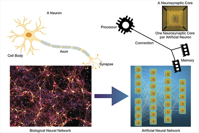 Neurmorphic computing imitates a biological neural network. There is one neurosynaptic core per artificial neuron. Courtesy of Neuromorphic Sensing and Computing report, Yole Développement, 2019.