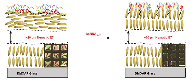 Figure 2. A schematic shows the physical arrangement of the liquid sensor. The alignment before the addition of ssRNACoV (left). The change in alignment induced by the binding of the ssRNACoV target to the ssDNA probe (right). The image captures show the visual change from occluded (left) to clear (right) (insets). DMOAP: dimethyloctadecyl[3-(trimethoxysilyl) propyl]ammonium chloride. Courtesy of professor Xiaoguang Wang/The Ohio State University.