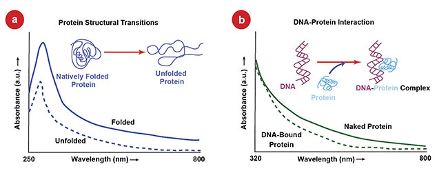 Figure 7. Schematics of potential applications of ProCharTS. The effect of ProCharTS on protein folding (a) and on DNA-protein interactions (b). Courtesy of Amrendra Kumar.