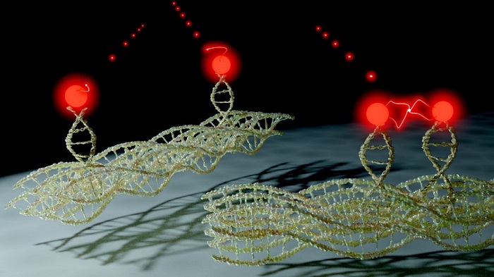 Using DNA 'origami' in the work, DNAis programmed in such a way that the molecules arrange themselves by folding the DNA as required at intervals of a few nanometers. Courtesy of University of Regensburg via Felix J. Hoffman.