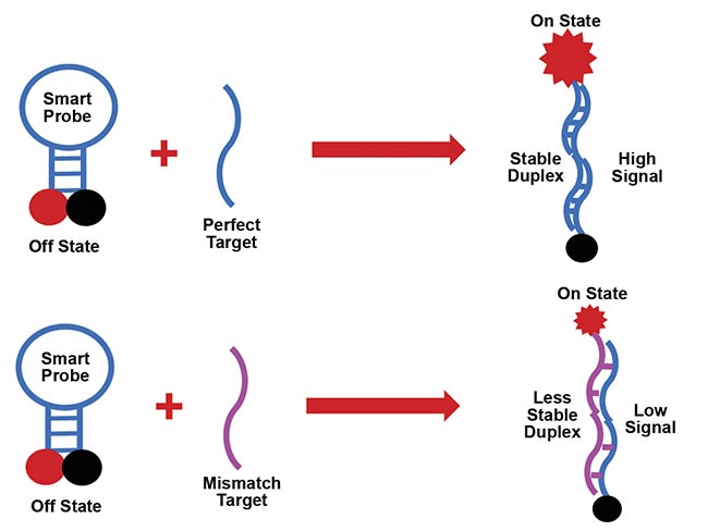 Figure 2. A hairpin smart probe, when the stem is closed and the fluorophore and quencher are in close proximity (off state). The smart probe can form a stable duplex with the perfect target sequence, resulting in a high fluorescence signal. It can also form a less stable duplex with a mismatch target containing a single-base mismatch and therefore produce less signal, depending on the desired effect. Courtesy of King Fahd University of Petroleum and Minerals.