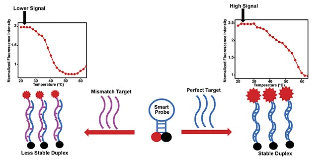 Figure 3. The smart probe and its hybridization with a perfect target form a stable duplex with intense fluorescence signal (right). The smart probe and its hybridization with a mismatch target form a less stable duplex, resulting in slightly lower fluorescence signal (left). Courtesy of King Fahd University of Petroleum and Minerals.
