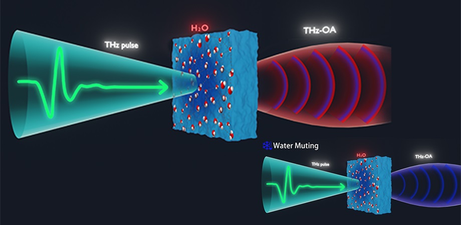 Terahertz Optoacoustic Method Images Water-Rich Samples