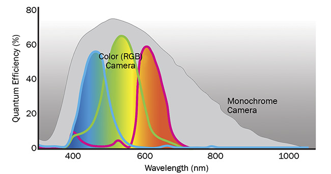 Figure 3. Because of the red, green, and blue color filters applied to the pixels of color cameras, the quantum efficiency of these devices is lower compared to monochrome cameras. In addition, color cameras typically come with an IR-cut filter blocking light from ~650 to 700 nm and upward. Courtesy of Basler AG.