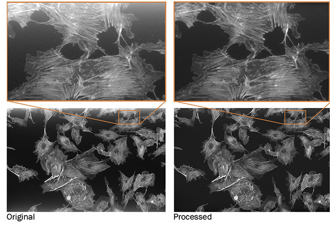 Figure 8. To demonstrate dynamic correction of spatial inhomogeneity and defect pixels, a cell substrate was imaged on a fluorescence microscope using a monochrome CMOS camera. Exposure time was 5 min at 20× magnification (left). A dark and homogenous background and nearly no defect pixels appear in the processed images (right). Courtesy of Basler AG.