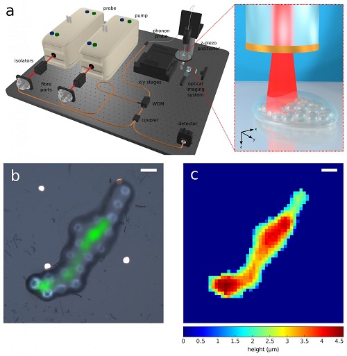 Optical Fiber-Based Probe Enables Phonon Imaging in 3D