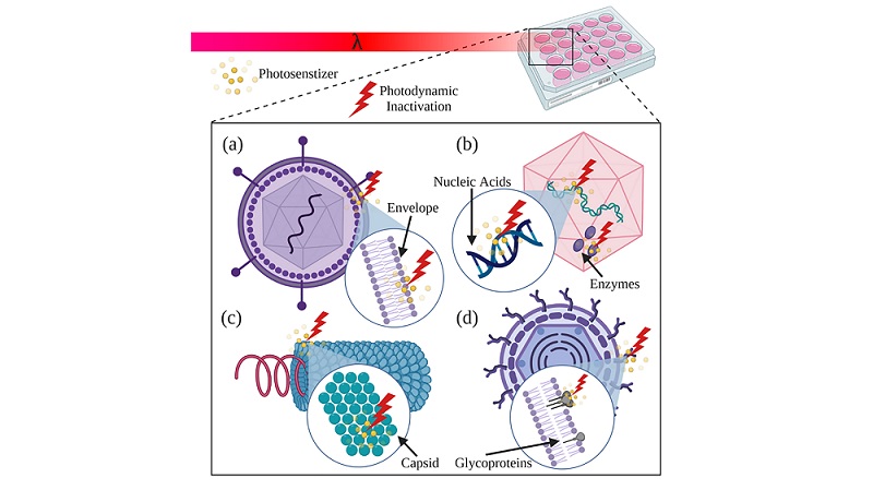 Schematic illustration of photodynamic inactivation of various viruses. Courtesy of Vladislav Yakovlev/Texas A&M University.